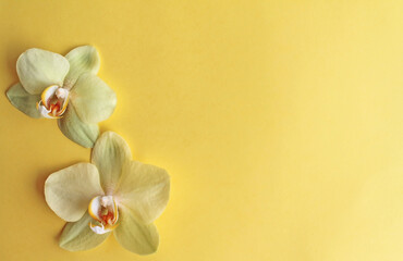 two yellow orchids on a yellow background, top view