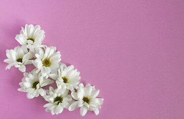 Fototapeta na wymiar white chrysanthemum flowers on a pink background, top view