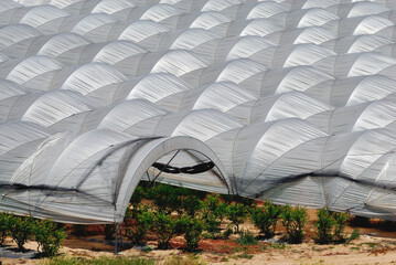 Arched plastic greenhouses