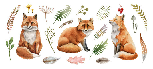 Red fox animal set. Watercolor illustration. Wild cute fox sitting and forest herbs collection. Wildlife furry animal with red fur and black paws. On white background. Wildlife mammal element