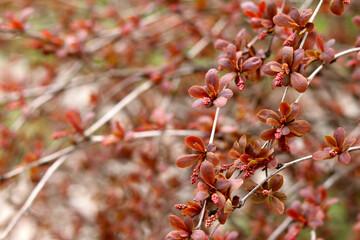 Red spring flowers bloomed on a sunny day