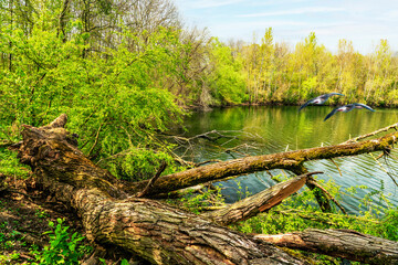 Uferbereich am Sieglarer See