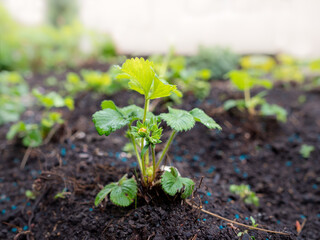 young strawberry plant