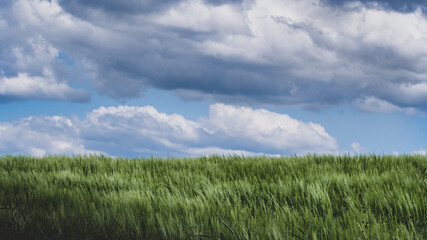 detail of green wheat field with the contrasts of light and shadows on the hills of the Marche region in Italy with cloudy sky that threatens rain