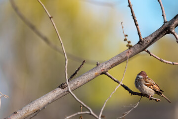 Passer domesticus bird-looking sparrow sits on a thin branch of tree turning its head away from the camera against a backdrop of badly blurred green trees and a bright blue sky in the forest in nature