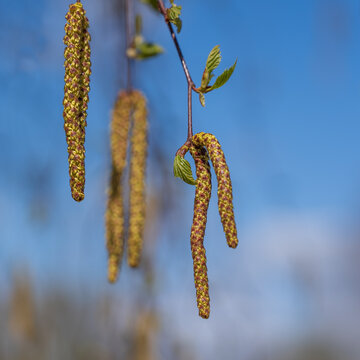 Birch blooms in spring. Yellow spurts..