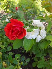 red and white roses in garden