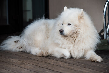 White fluffy old Samoyed dog portrait outside