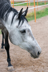 Close up vertical portrait of dappled horse inside of paddock in rural farmyard