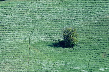 green wheat fields with lonely tree on the hills of the Marche region in Italy