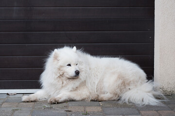 White fluffy old Samoyed dog portrait outside