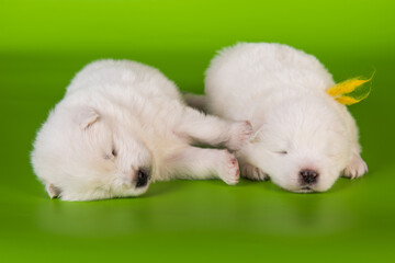 Two small one month old cute white Samoyed puppies dogs