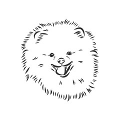 Pomeranian dog hand drawn sketch. Purebred lap dog face on white background.