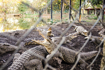 alligator in the lake in Cuba