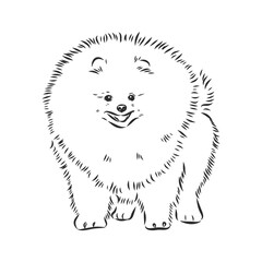 Pomeranian dog hand drawn sketch. Purebred lap dog face on white background.