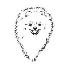 Pomeranian dog hand drawn sketch. Purebred lap dog face on white background.