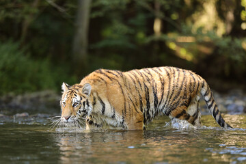 Fototapeta na wymiar The Siberian tiger Panthera tigris Tigris, or Amur tiger Panthera tigris altaica in the forest walking in a water. Tiger with green background