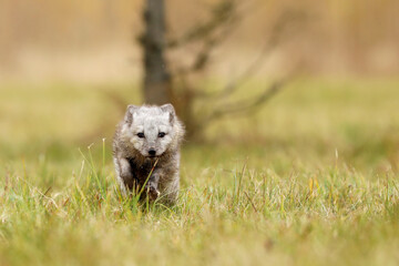 Arctic Fox, Vulpes lagopus, cute animal portrait in the nature habitat, grass meadow.  Polar fox in grass.