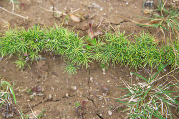 A row of small annual seedlings were eaten. Small seedlings grow in the nursery.