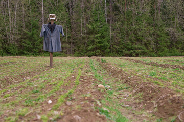 A scarecrow for scaring away animals stands in a forest nursery for growing spruce seedlings.