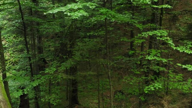 Aerial view of the primary forest Corkova uvala in Plitvice Lakes National Park, Croatia