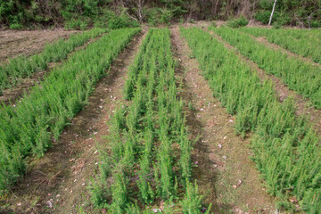 Fototapeta na wymiar Spruce seedlings grow in a forest nursery. Photo from above. Selective focusing on the foreground.