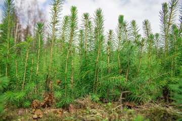 Spruce seedlings grow in a forest nursery. Close-up photo Selective focus on the top of the seedlings.