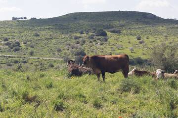 cows grazing in a field