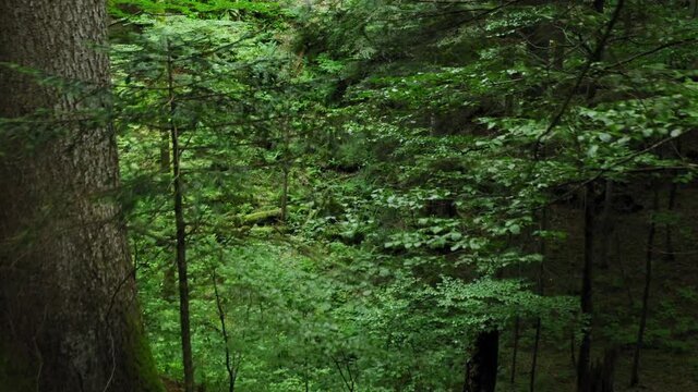 Aerial view of the primary forest Corkova uvala in Plitvice Lakes National Park, Croatia