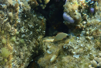 Fototapeta na wymiar Red Sea long-nose file-fish, scientific name is Oxymonocathus halli. It is small (5-7 cm) marine fish, belonging to family Monacanthidae, inhabits coral reefs in the Red Sea, Middle East