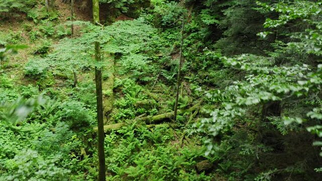 Aerial view of the primary forest Corkova uvala in Plitvice Lakes National Park, Croatia