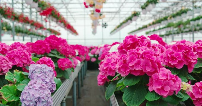 Amazing bright hydrangeas in pots planting at greenhouse. Beautiful colorful summer blossom. Variety of flowers at orangery. 