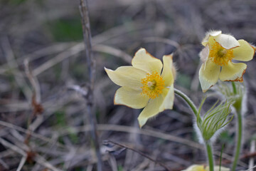 Spring yellow flowers Adonis vernalis, or Goritsvet (Ranunculaceae)