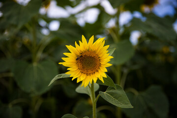 Beautiful sunflower blooming against the background of green leaves of higher plants.