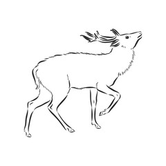 Fototapeta na wymiar vector - Deer - hand draw , isolated on background