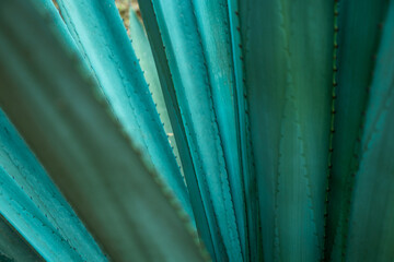 agave azul, tequila Mexico 
