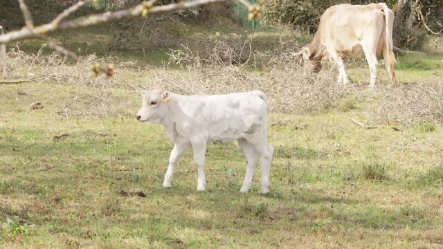 Ternera blanca pastando en un prado