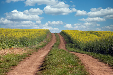Field with rapeseed and country road