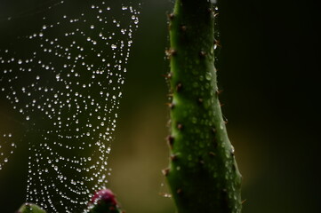 Wet spider web in succulent plant