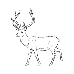 vector - Deer - hand draw , isolated on background