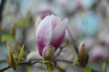 Beautiful purple magnolia flowers in the spring season on the magnolia tree. Blue sky background.