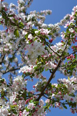 Wildlife of the Crimean Peninsula