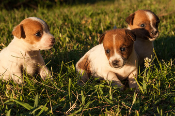 Perros bebés, cachorros, cachorritos, animales, naturaleza