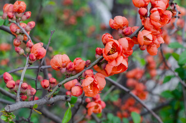 Fototapeta na wymiar Red flowers in the trees. Blooming buds. Spring.