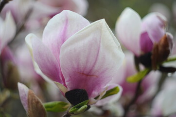 Beautiful purple magnolia flowers in the spring season on the magnolia tree. Blue sky background.