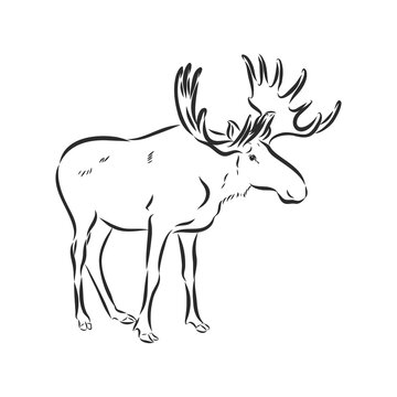 Isolated moose illustration. moose vector sketch illustration