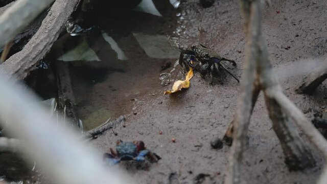 MEDER'S MANGROVE CRAB with scientific name is Sesarma mederi, eat dry leaf and other small one walk into then go back away in mangrove forest.