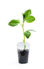 Baby bean plant growing in plastic cup isolated on white