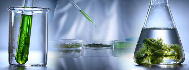 science technology research of green alga biofuel in laboratory, biotechnology industry with alternative natural experiment, biodiesel oil fuel energy from plant to sustainable environment