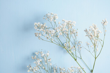 gypsophila on a blue background copy space